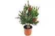1 ou 2 plantes en pot 'Bottlebrush' Callistemon - Second Medium