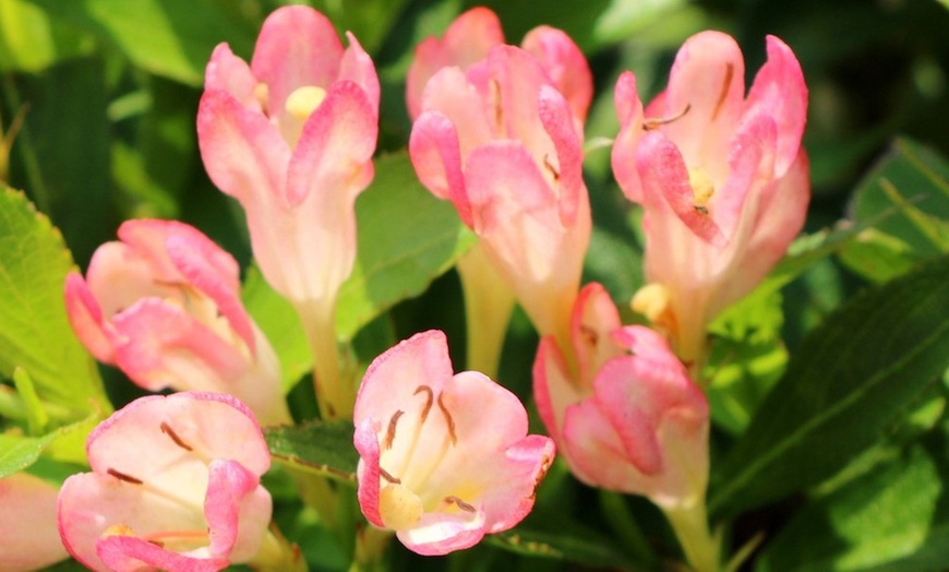 Image 6: 2 Weigela All Summer Peach Plants