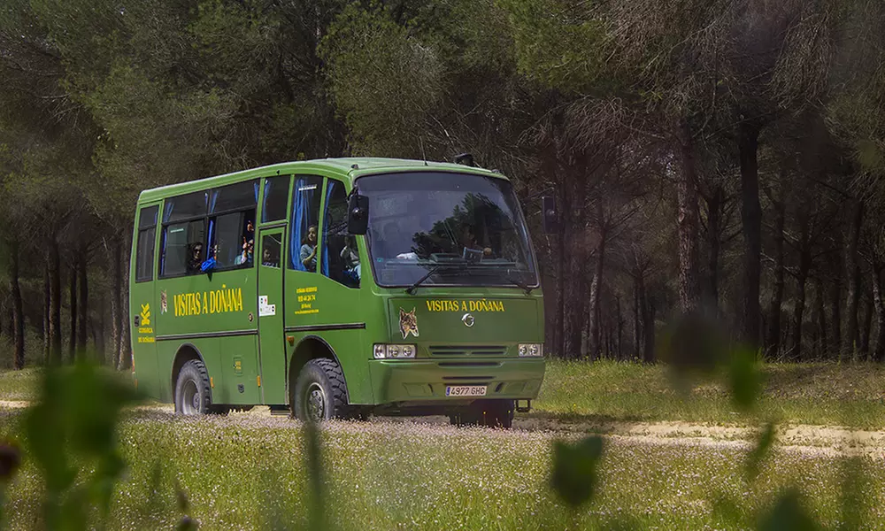 Visita guiada al Parque Nacional de Doñana en 4x4 para adulto o niño