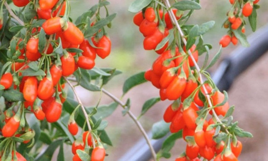 Image 1: Goji Berry - No.1 Lifeberry - 1 or 2 Potted Plants


