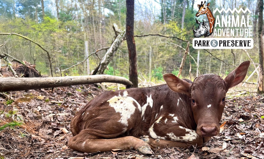 Image 5: Explore & Enjoy Interactive Animal Encounters at Animal Adventure Park