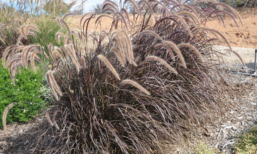 Image 4: Pennisetum Rubrum