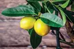 Four or Eight Mediterranean Fruit Plants - Lemon, Calamondin, Lime and Fig with Optional Pots - Second Medium