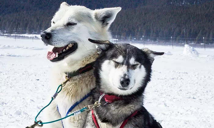 Shared Group or Private Group Dog-Sledding Tours for Two to Four from Alpine Adventures (Up to 51%Off)   - Second Medium
