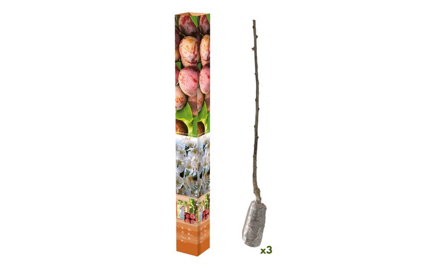 Image 8: Ensemble de 3 arbres fruitiers