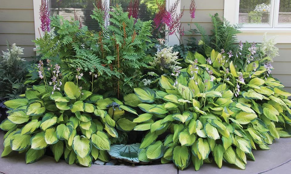 Hosta Perennial Mixed Bare Root Plants (9-Pack) - Primary Image