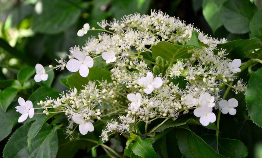 Image 9: Upto Three Mixed Potted White Hydrangea Varieties