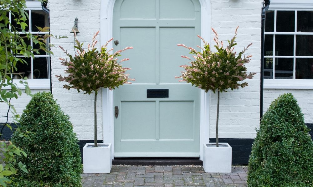 Salix Flamingo Standard Tree with Optional Patio Pots