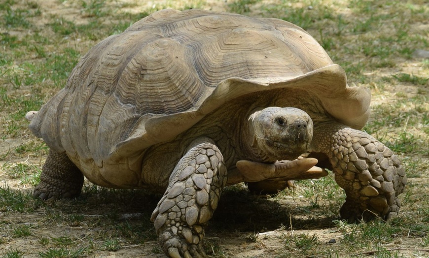 Image 7: Plongez dans la faune et la flore luxuriante du Zoo de Maubeuge