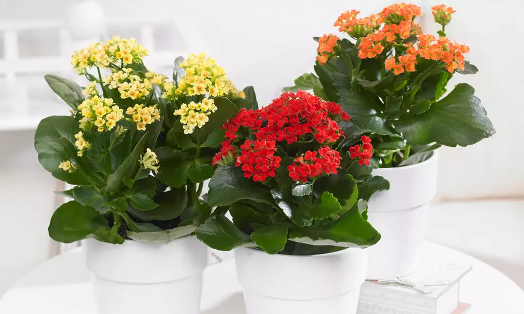 Lot de 3 plantes succulentes de Kalanchoe avec pot au choix - Primary Image