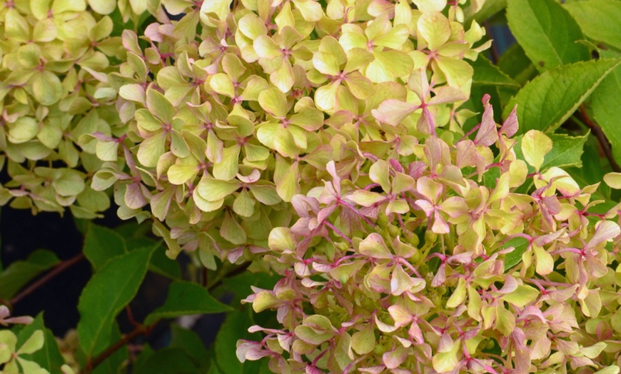 Image 8: Hydrangea Potted Plants - 1, 2 or 3 Potted Plants