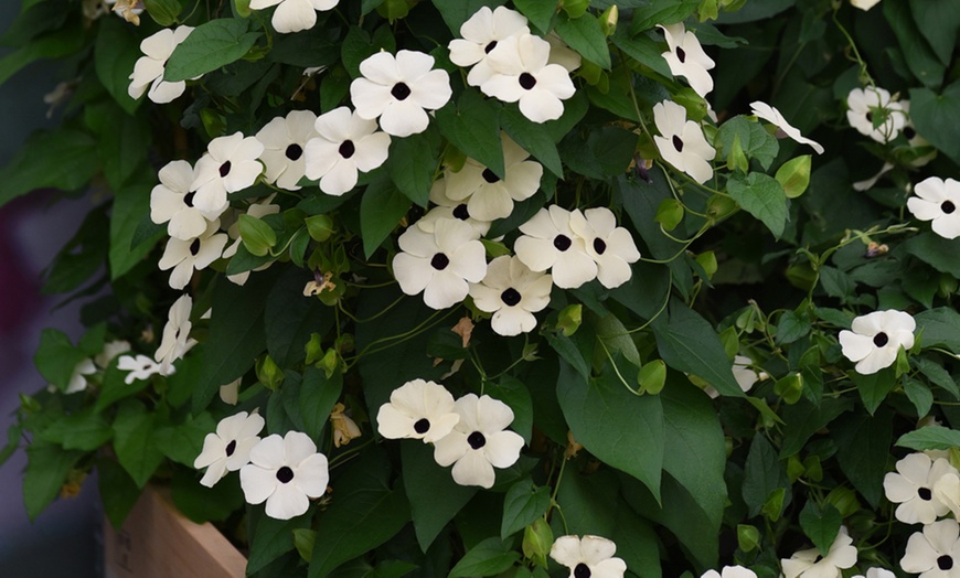 Image 6: Climbing Thunbergia Alata Plants