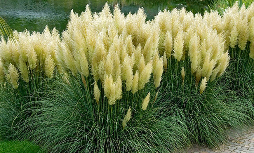 Up To 54% Off 5, 10 or 15 Pampas Grass Plants | Groupon