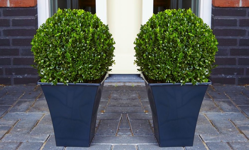 Image 1: Topiary Buxus Balls
