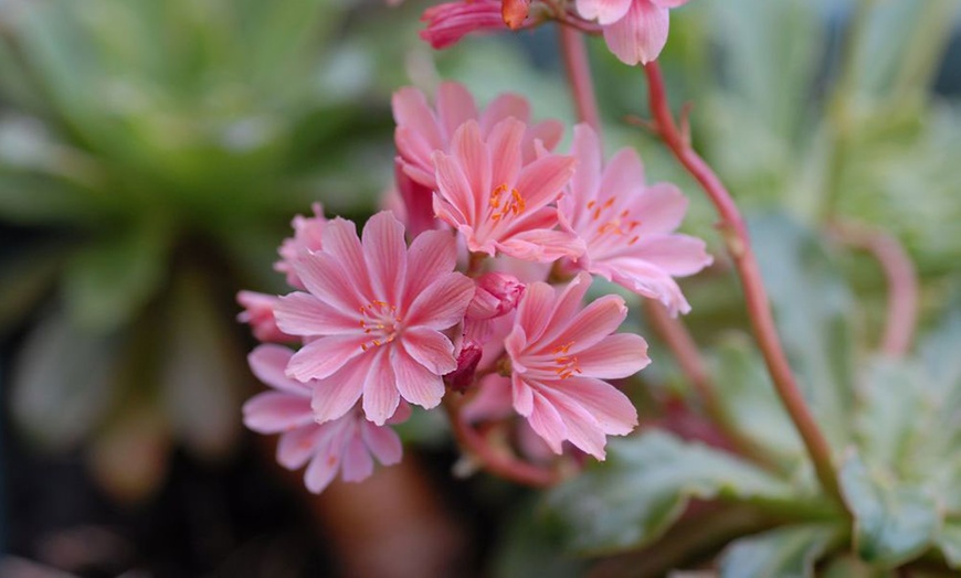 Image 7: 12 or 24 Pack Lewisia Cotyledon Elise Mixed Plugs