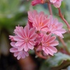 Image 7: 12 or 24 Pack Lewisia Cotyledon Elise Mixed Plugs