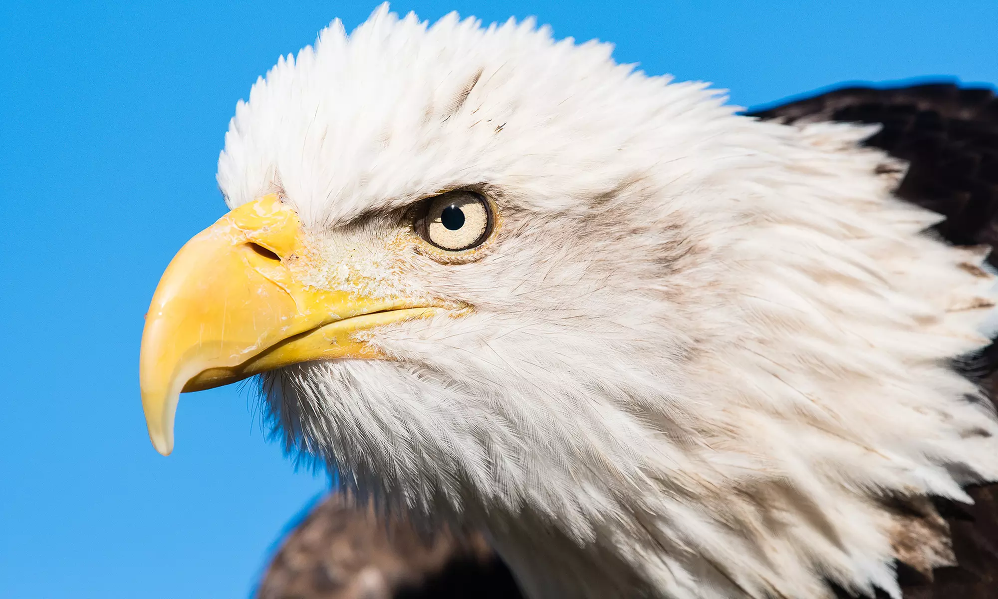 One, Two, or Four Admission Passes or a Family Membership at The Center for Birds of Prey (Up to 43% Off) - Primary Image