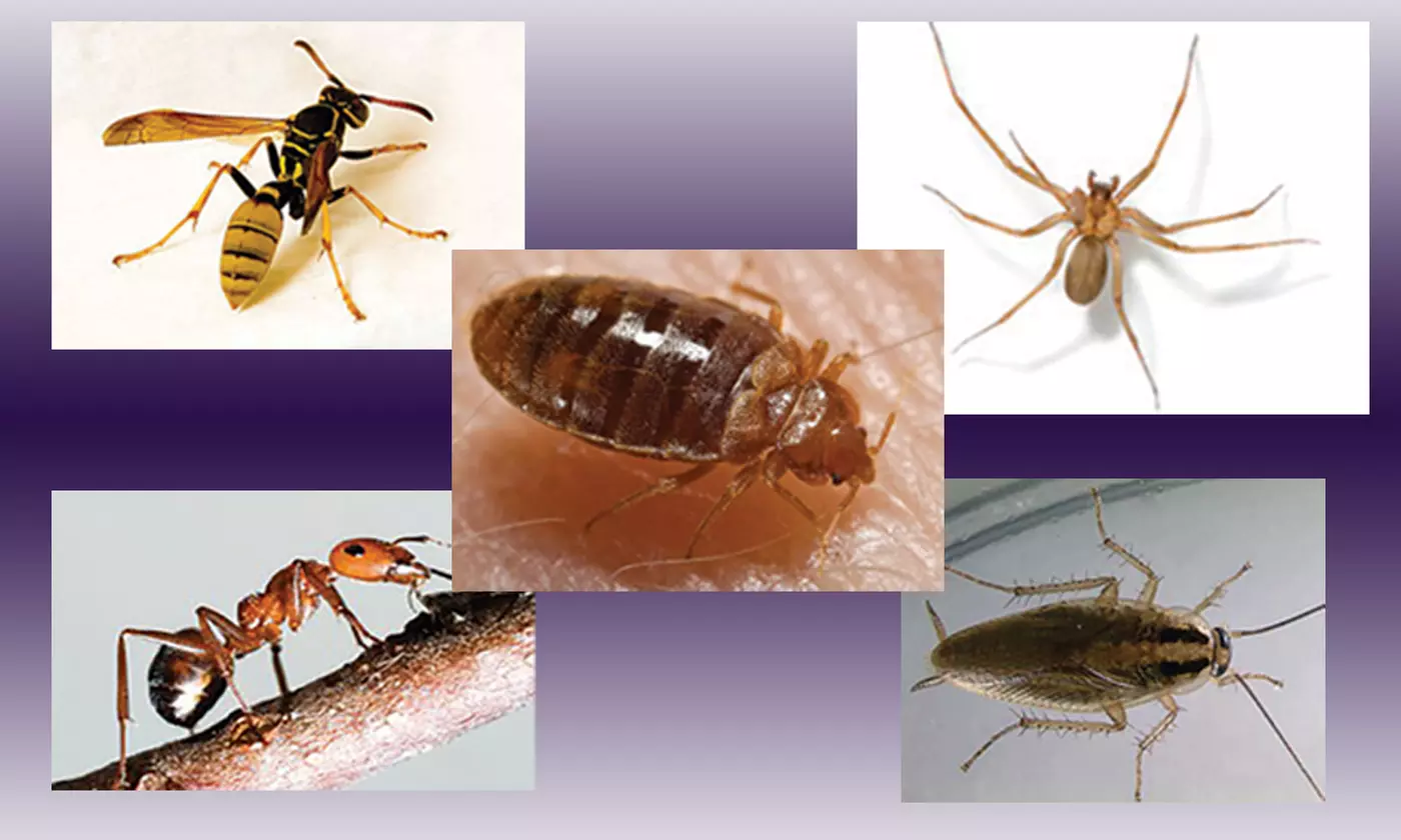 $35 for $85 Worth of pest control at PK Pest Management  - Primary Image