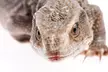 Admission for Two or Up to Five People, or Five-Punch Pass at Scales and Tails (Up to 42% Off) - Second Medium