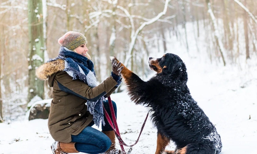 Image 1: Dog Behaviour & Commands Courses By International Open Academy