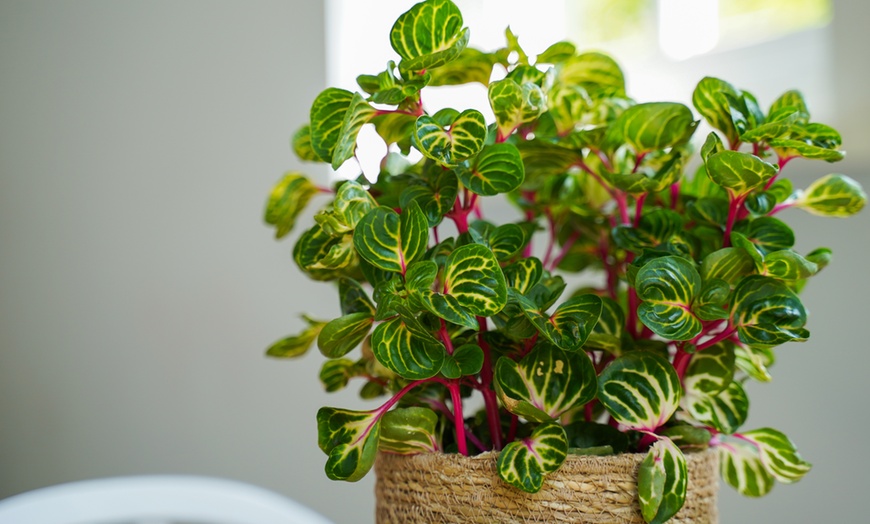 Image 7: One or Two Rootz Iresine Herbstii Red or Yellow Indoor Plants