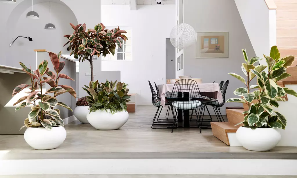 Planta de interior ficus elastica o planta de caucho - Primary Image