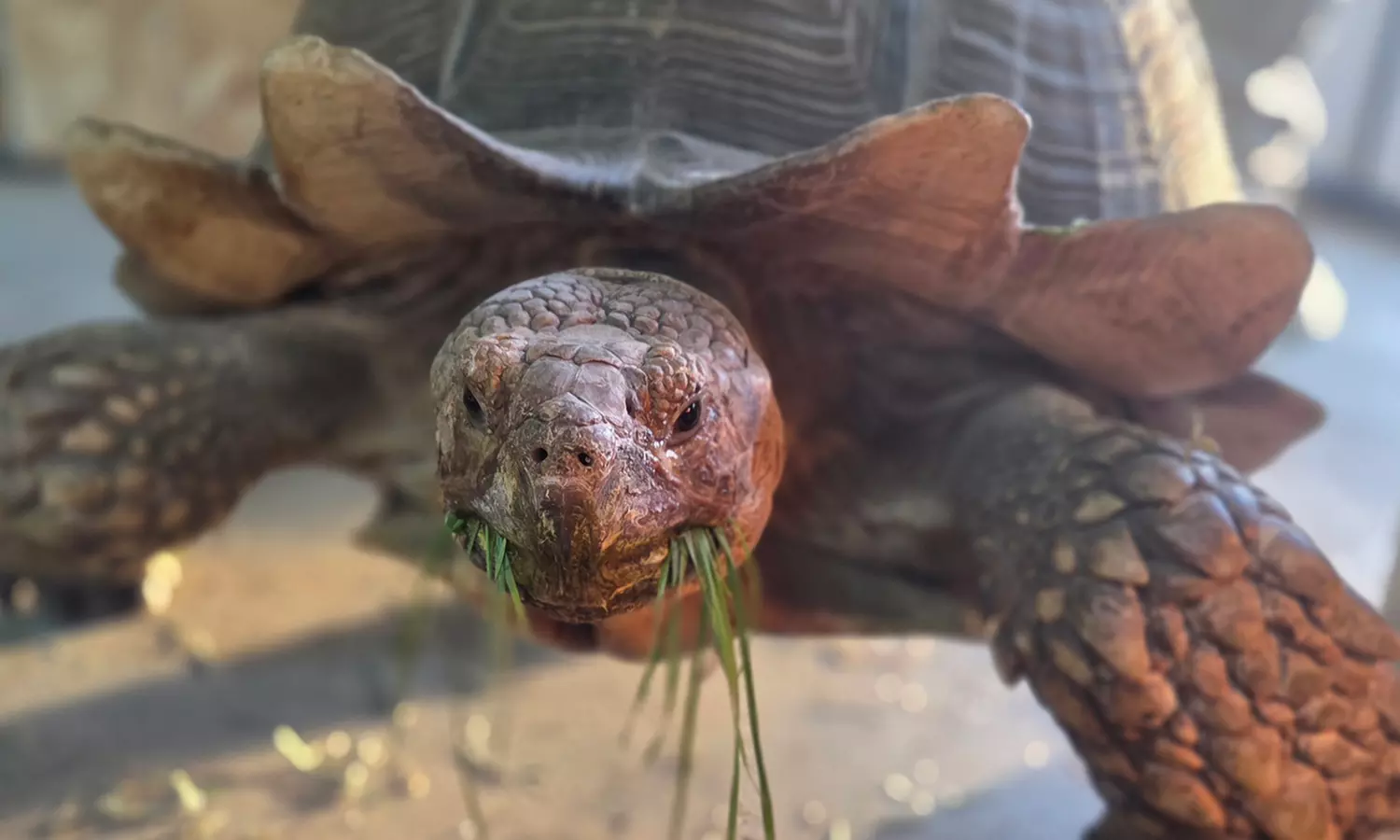 Petting Zoo & Mobile Animal Encounters – Fun for All Ages