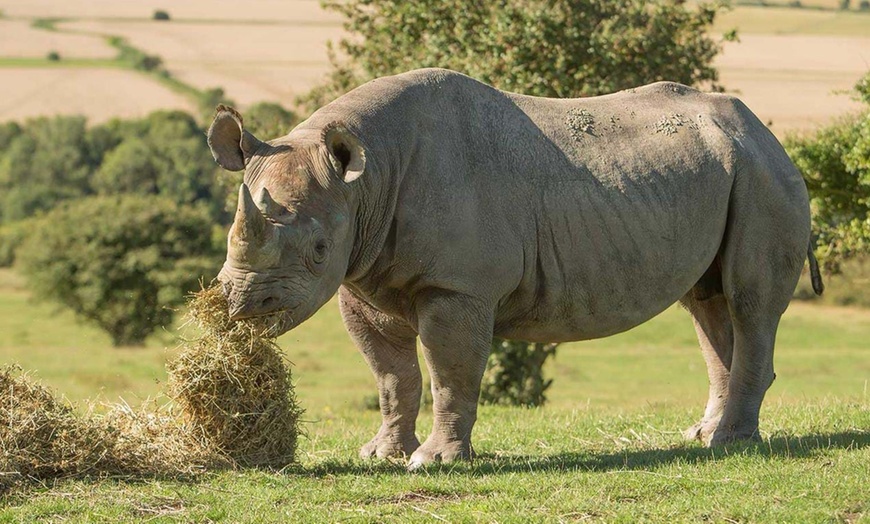 Image 5: Safari Experience for Two or Four at The Aspinall Foundation