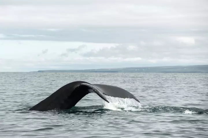 Up to 44% Off on 3-Hr Whale and Dolphin Watching Trip