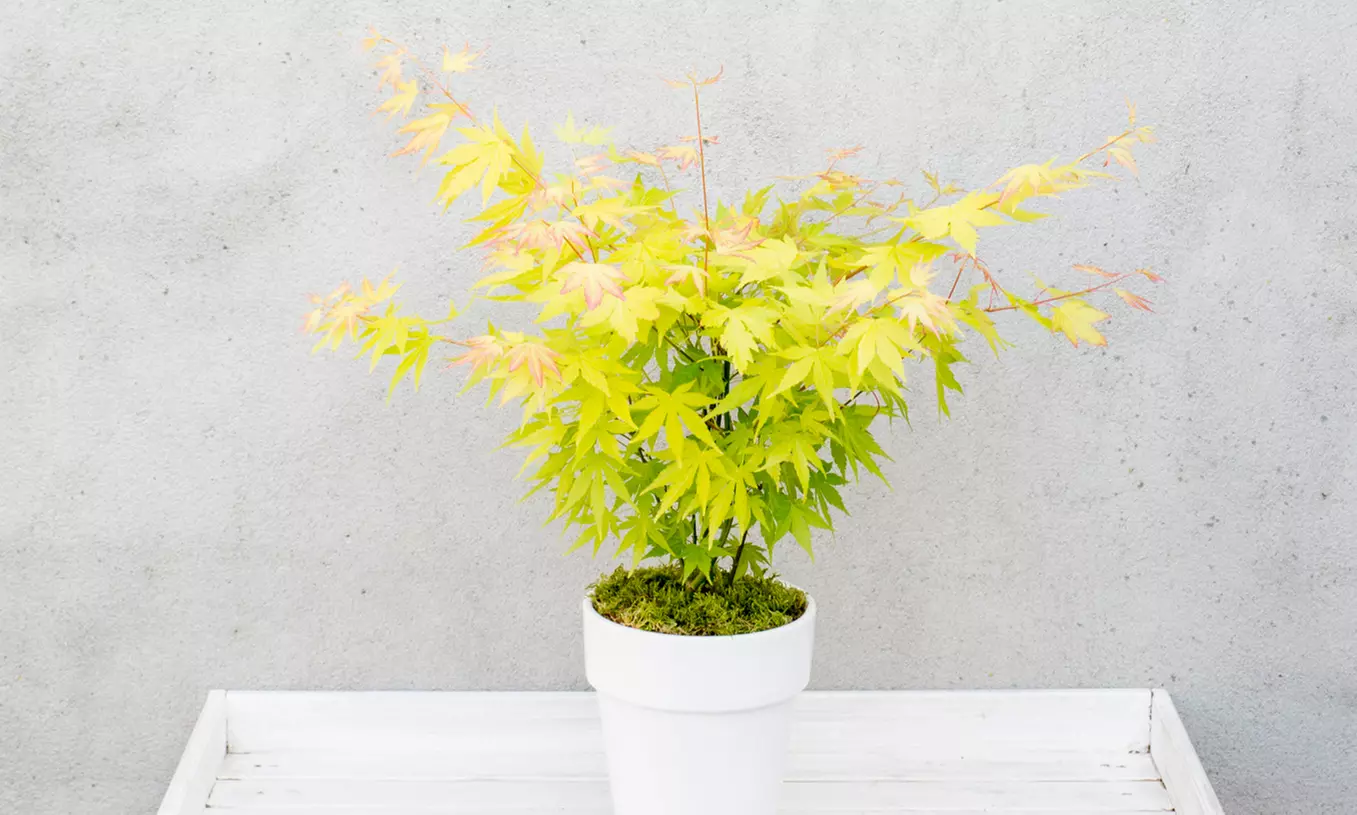 Planta Acer Orange Dream - Primary Image