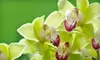 $5 for $10 Worth of Silk Flowers, Seasonal Gifts, and Home Accessories at Potted Petals