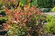 Set van 2, 4 of 6 Photinia 'Red Robin' planten - Image 2