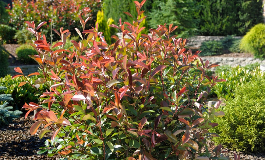 Image 2: Set van 2, 4 of 6 Photinia 'Red Robin' planten