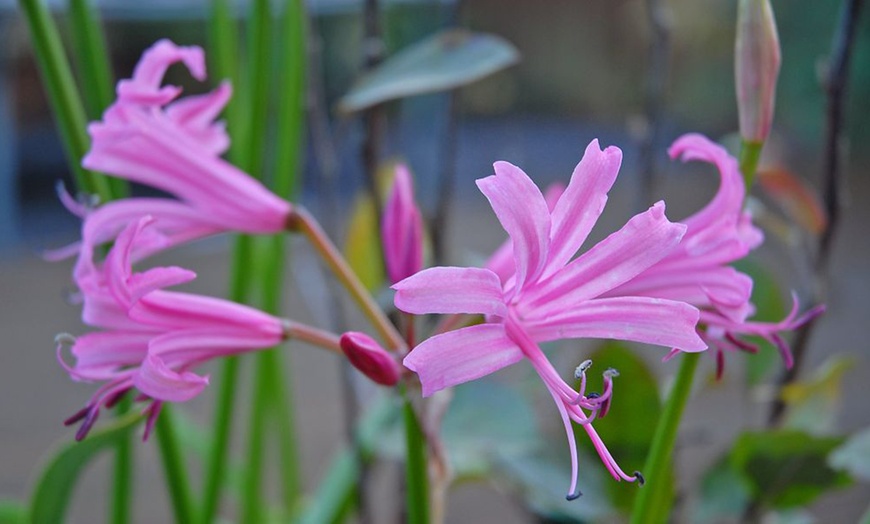 Image 3: Nerine bowedenii ‘Pink’ – 5, 10 or 20 bulbs