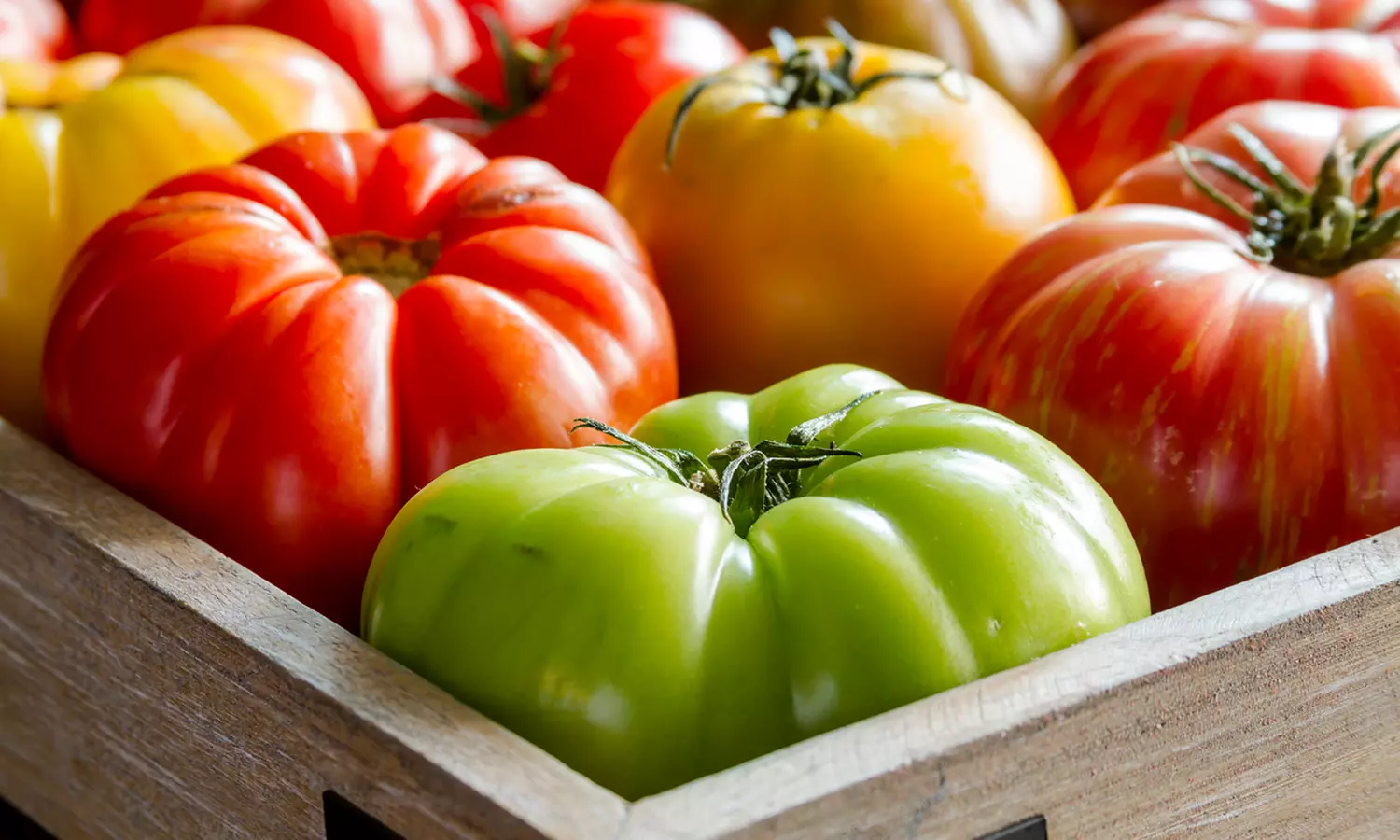 Tomato Rocket Kit Discs (4-Pack)  - Primary Image