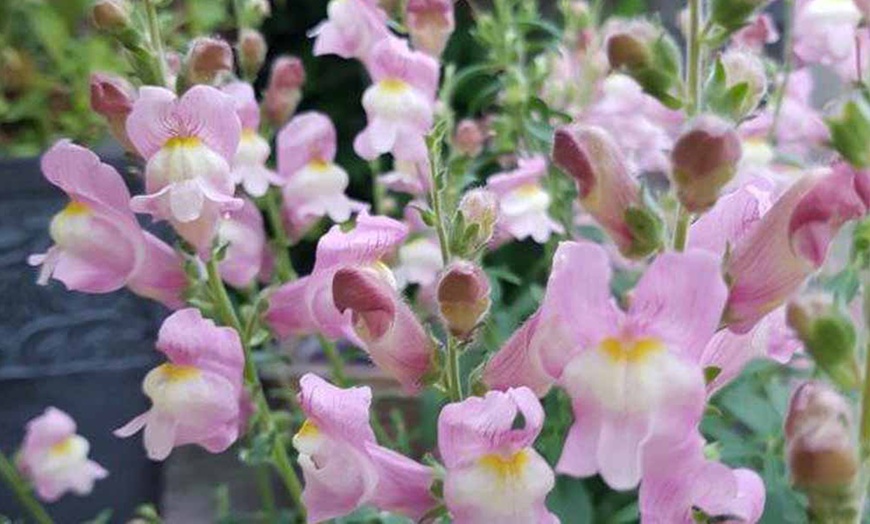 Image 1: 3 Antirrhinum Oh That's Cute