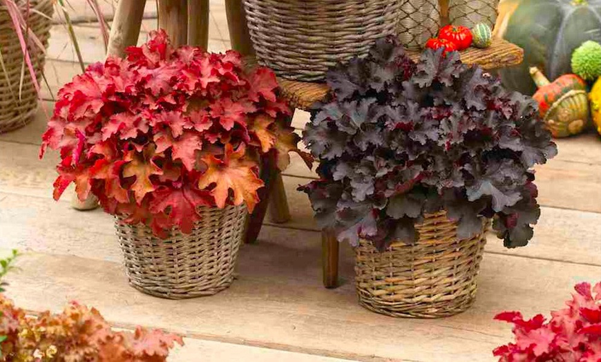 Image 10: 4 x 1 Litre Handsome Heuchera