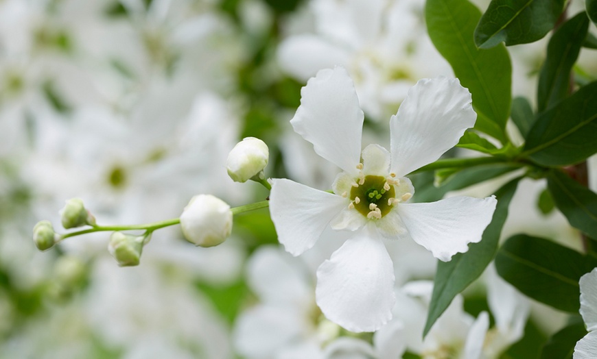 Image 5: Exochorda Blushing Pearl - 1 or 3 Peat-Free Potted Plants