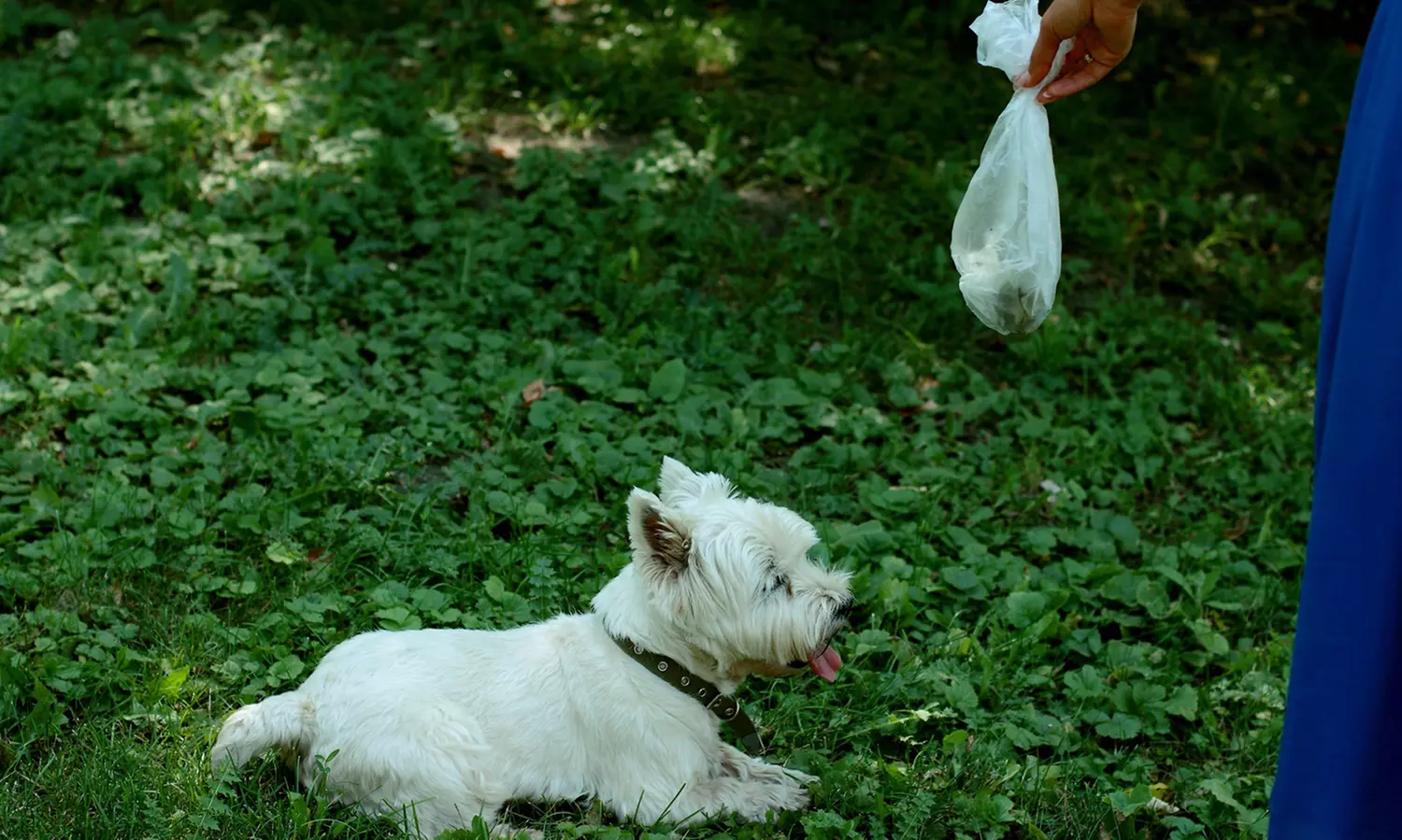 Up to 36% Off on Pet Waste Removal at Scoopy Doo Duty - Second Medium