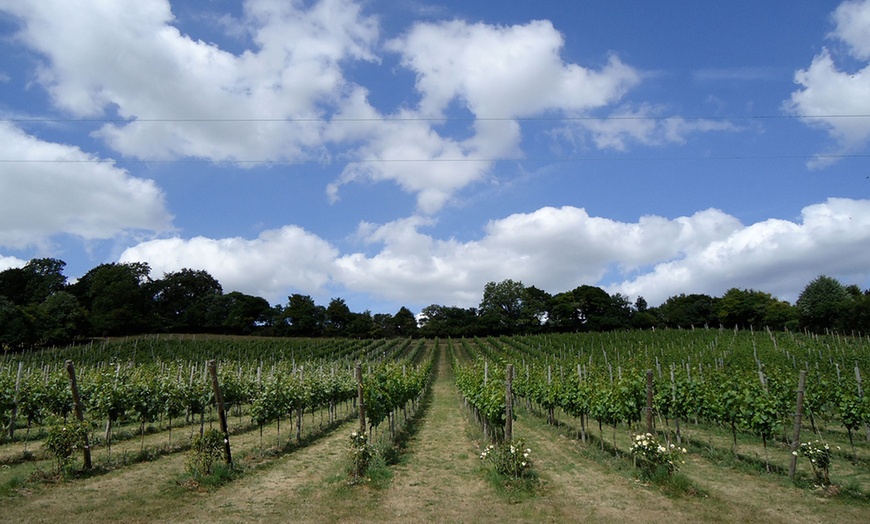 Vineyard Tour and Wine Tasting - Daws Hill Vineyard | Groupon