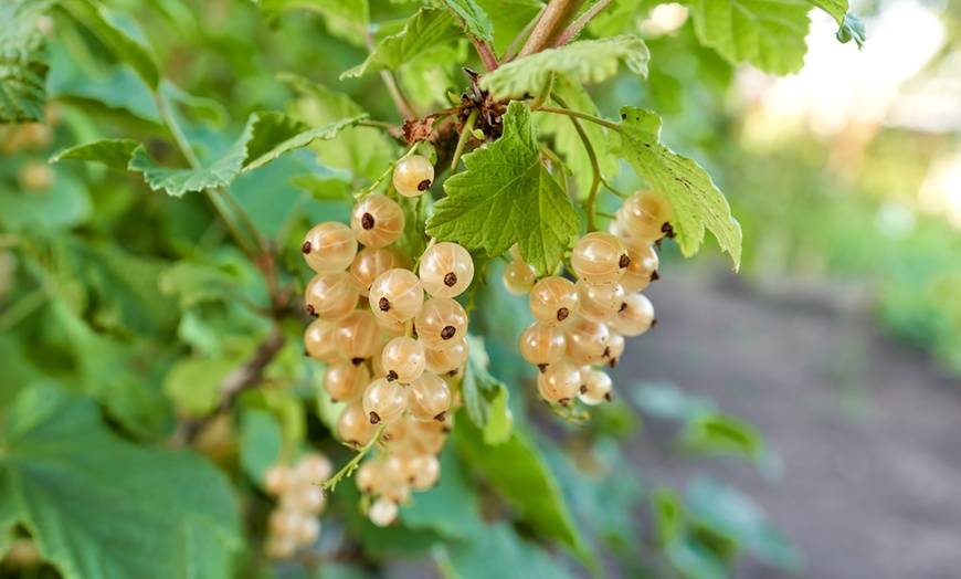 Image 2: Set di 4 piante da frutto di Ribes selvatico