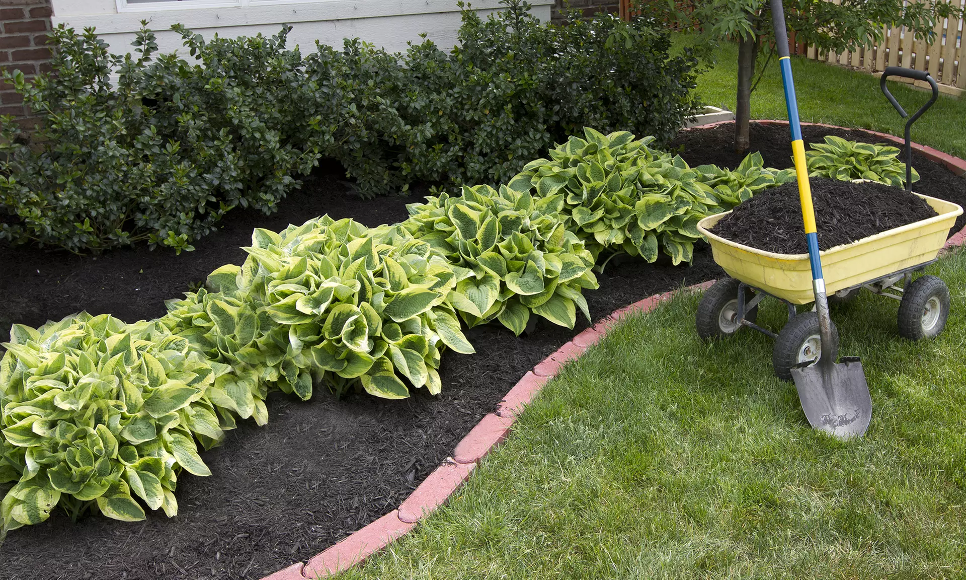 Mixed Hosta Plants (9-, 12-, 18-Pack)     - Second Medium