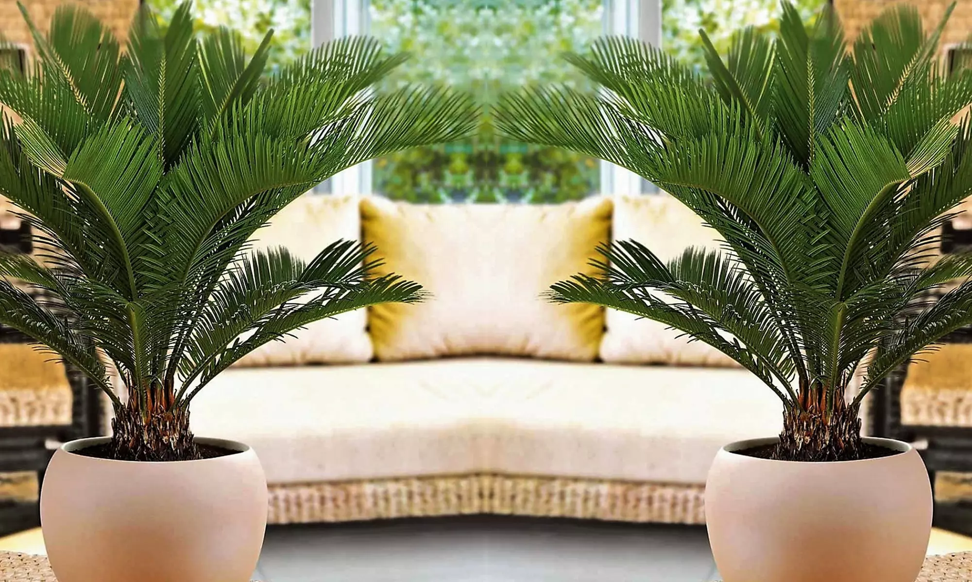 Lot de 2 palmiers cycas