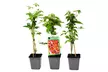 Lot de 3 ou 6 plantes de Parthenocissus quinquefolia "Engelmannii" - Second Medium