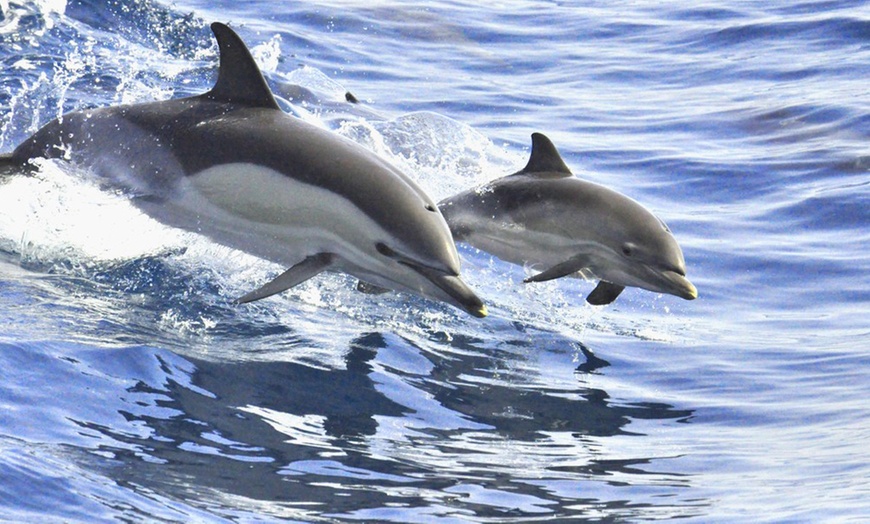 Image 6: Avistamiento de cetáceos en velero exclusivo con White Tenerife