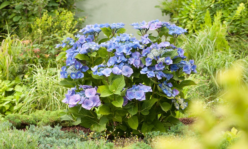 Image 2: 3 plants d'hortensia Teller Blue 25-40 cm