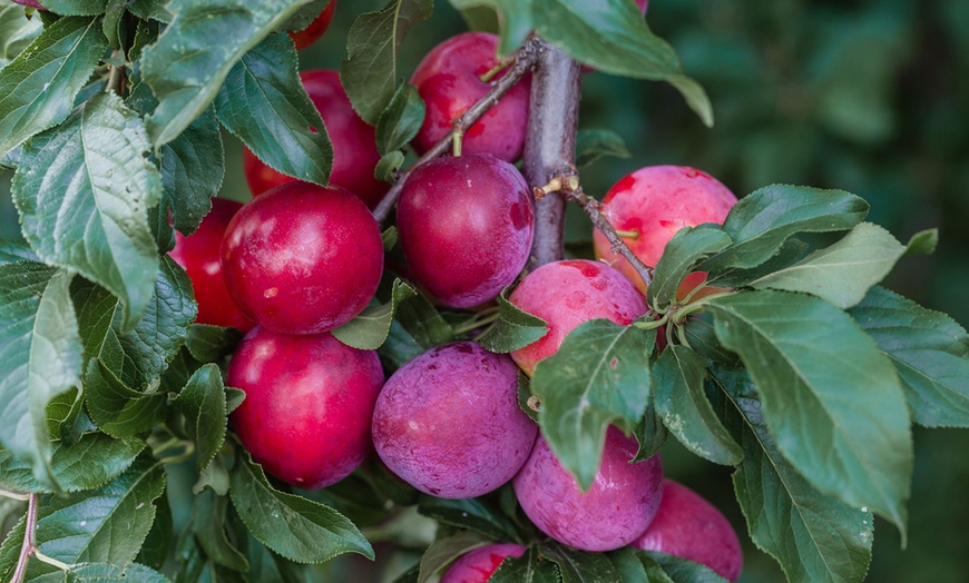 Image 4: 3er-Set Obstbäume