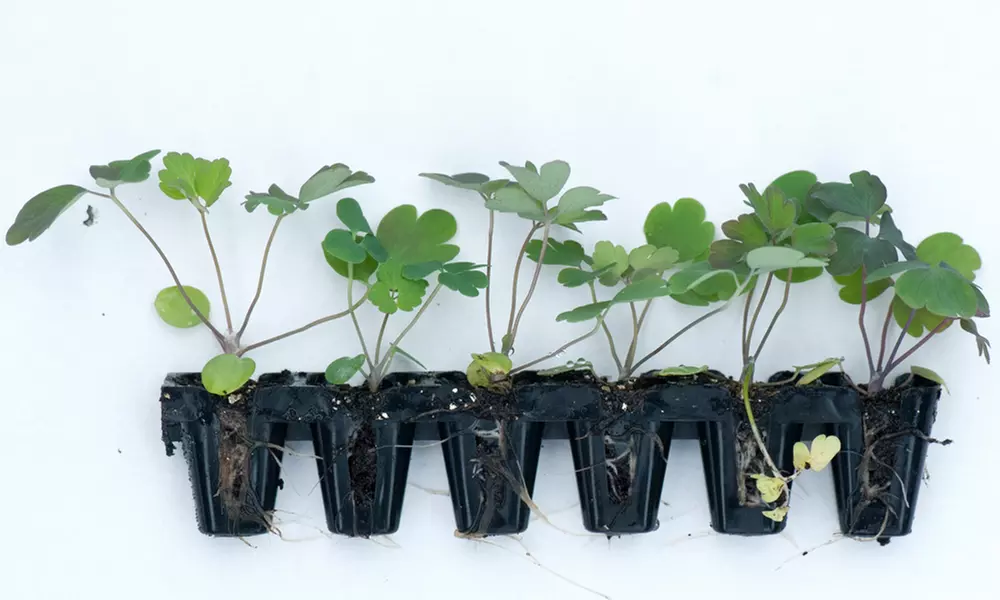 12 or 24 Delphinium Dark Blue and White Bee Perennial Plug Plants