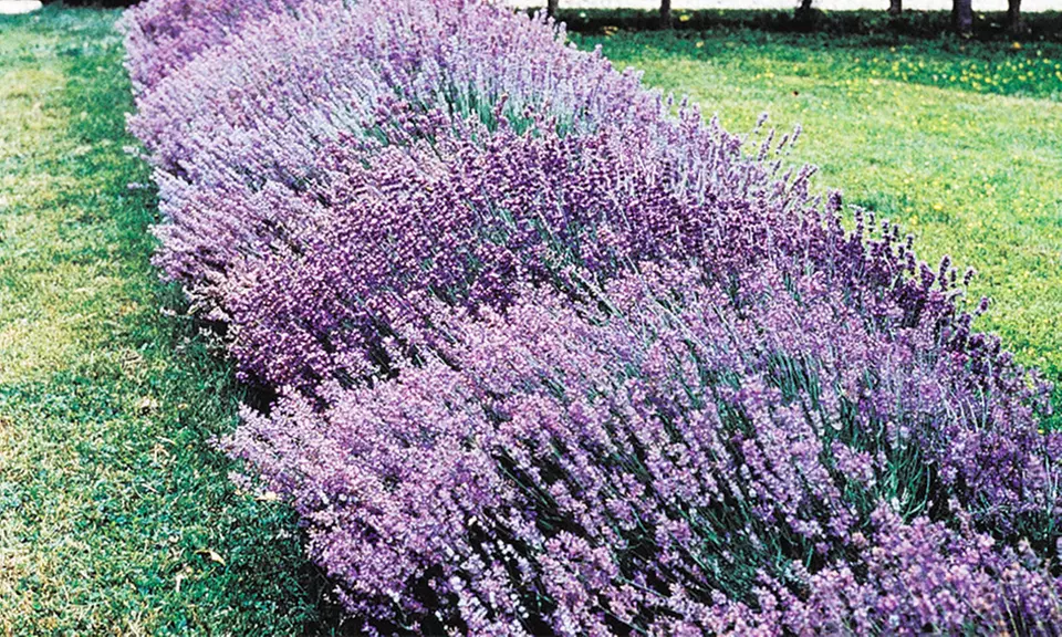 Fragrant English Lavender Bare Root Plants (3-, 6-, or 12-Pack) - Primary Image