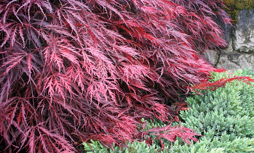 Image 3: Large Japanese Weeping Maples